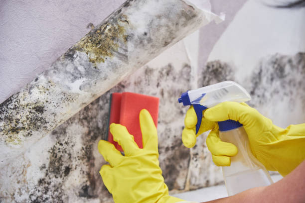 Why You Should Choose Our Mold Remediation Services in Kihei, HI